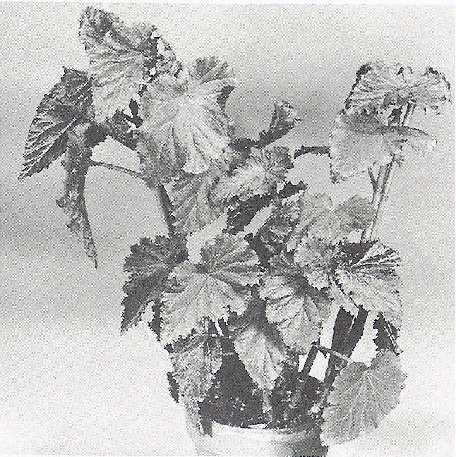 B. ‘Miyo Berger’